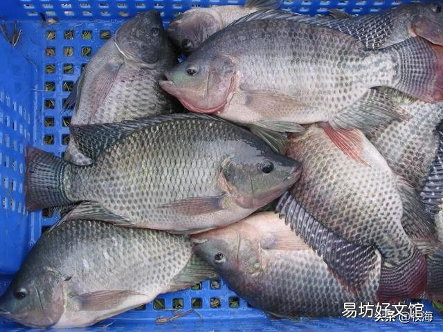 鱼为什么不怕冷？