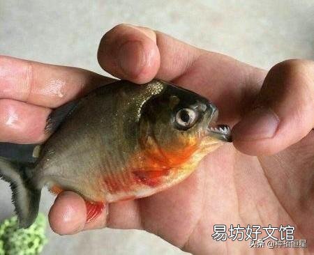 鱼为什么不怕冷？