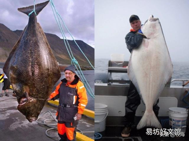 鱼为什么不怕冷？