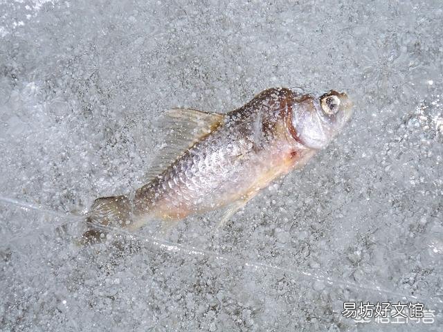 鱼为什么不怕冷？