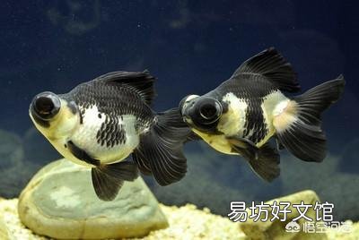 鱼缸混浊用快清后鱼儿不灵活怎么办?