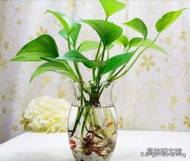 土养绿箩适合放进鱼缸吗?鱼会死吗?