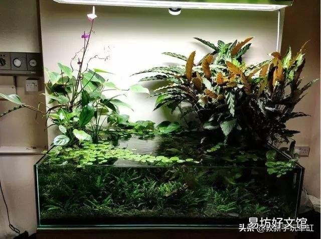 土养绿箩适合放进鱼缸吗?鱼会死吗?