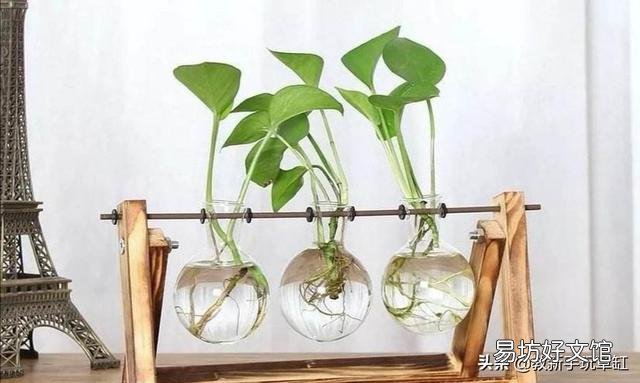 土养绿箩适合放进鱼缸吗?鱼会死吗?