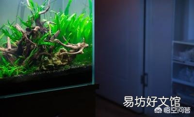 自来水公司清洗水池后,水进入鱼缸对鱼有影响吗?