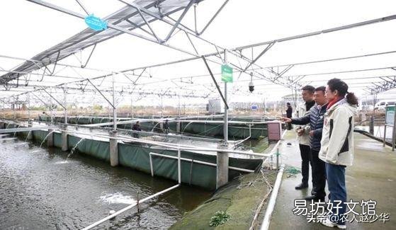 现在养鱼不用鱼饲料行吗？该如何养？