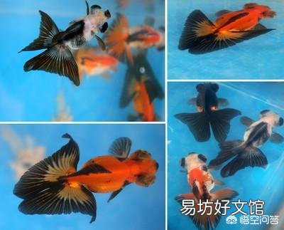 三色蝶尾金鱼会褪色吗?