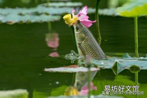 草鱼喜欢吃哪种草?