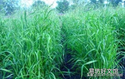 草鱼喜欢吃哪种草?