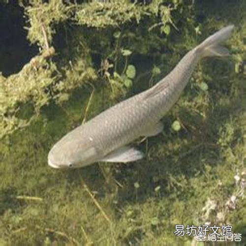 草鱼喜欢吃哪种草?