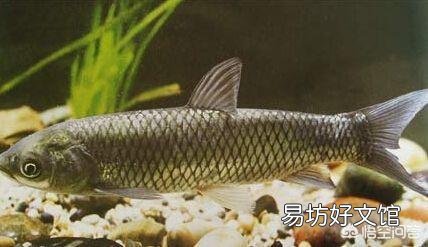 草鱼喜欢吃哪种草?