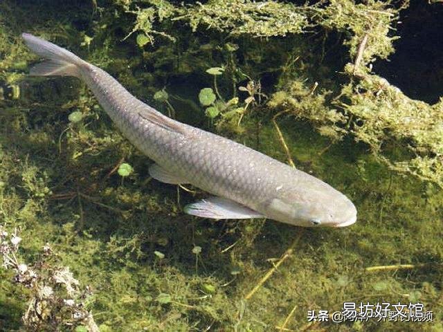 草鱼喜欢吃哪种草?