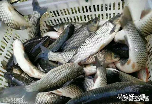 草鱼喜欢吃哪种草?