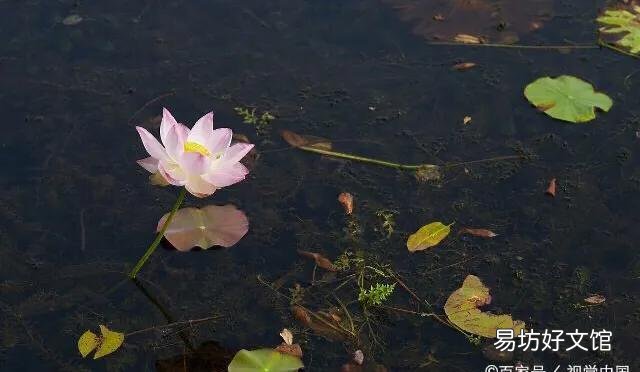 小龙虾塘中间的水草太多,用什么办法能够把它去除?