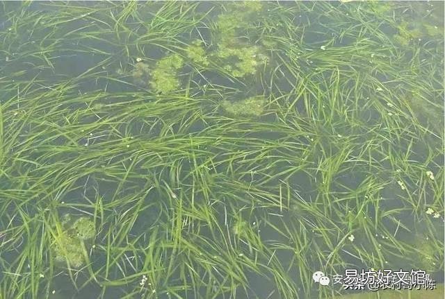 小龙虾塘中间的水草太多,用什么办法能够把它去除?