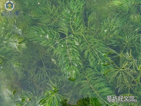 小龙虾塘中间的水草太多,用什么办法能够把它去除?
