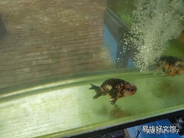 兰寿好养还是锦鲤好养?