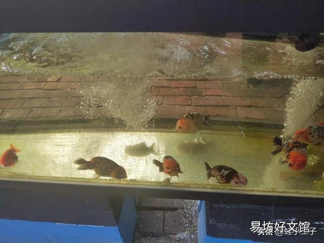 兰寿好养还是锦鲤好养?