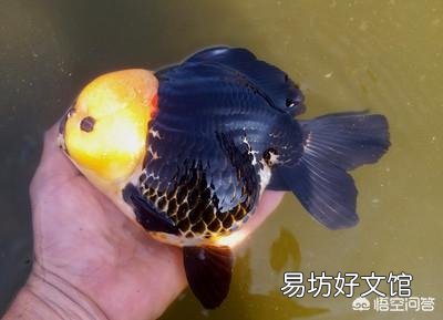 我在浴盆养鱼,鱼老死怎么办?