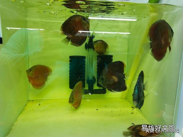 招财鱼红斑病怎么治?一直养招财,但是已经换了三四批鱼了,基本都是得红斑病?