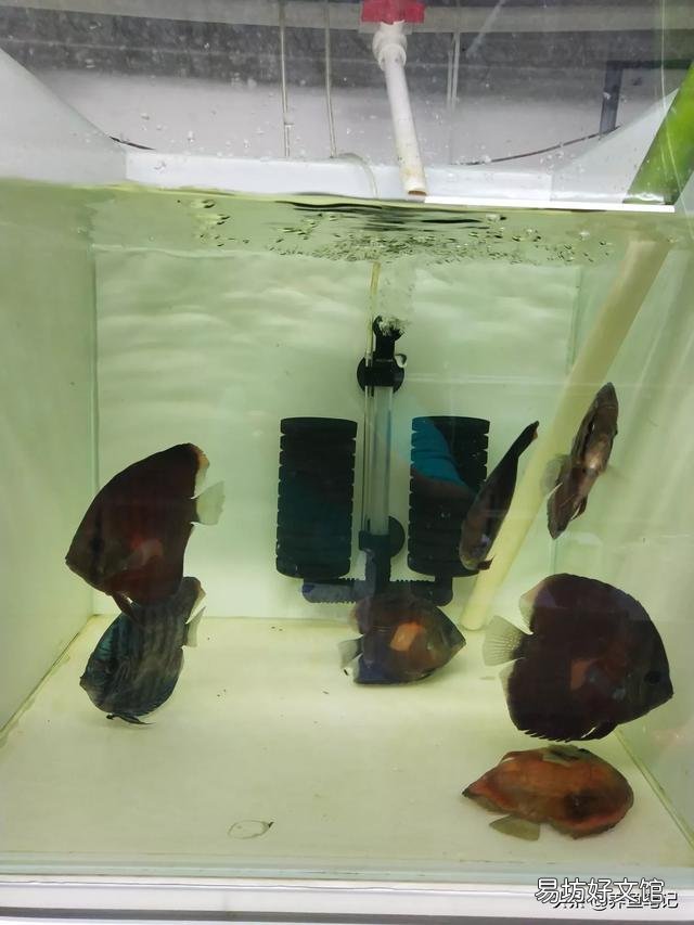 招财鱼红斑病怎么治?一直养招财,但是已经换了三四批鱼了,基本都是得红斑病?