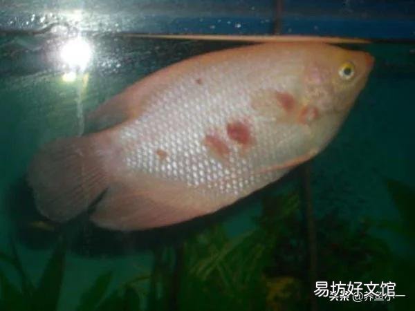 招财鱼红斑病怎么治?一直养招财,但是已经换了三四批鱼了,基本都是得红斑病?