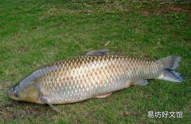 禁鱼10年之后鱼会多到吃不完吗？