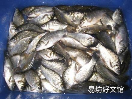 禁鱼10年之后鱼会多到吃不完吗？