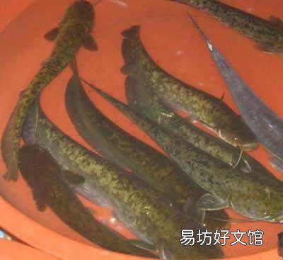 禁鱼10年之后鱼会多到吃不完吗？