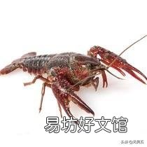 在稻田养殖小龙虾有什么需要注意的?