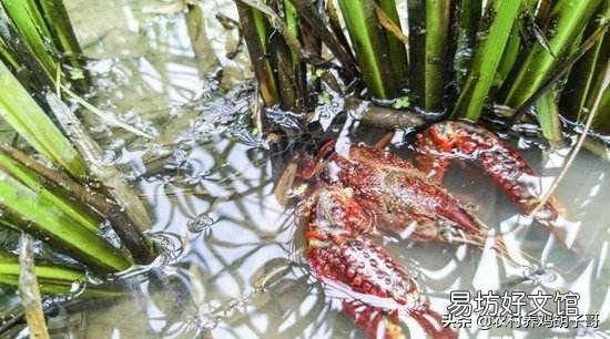 在稻田养殖小龙虾有什么需要注意的?