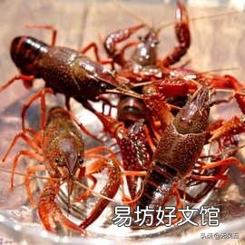 在稻田养殖小龙虾有什么需要注意的?