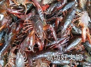 在稻田养殖小龙虾有什么需要注意的?
