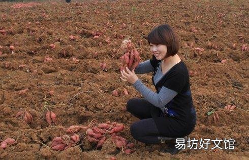 红薯冬季可以在山坡上储藏吗?要注意哪些细节,才可以保持不烂窖?