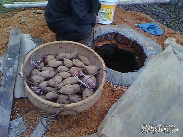红薯冬季可以在山坡上储藏吗?要注意哪些细节,才可以保持不烂窖?