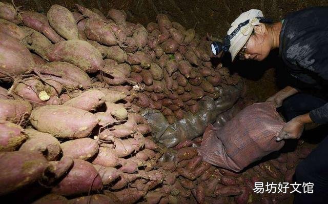 红薯冬季可以在山坡上储藏吗?要注意哪些细节,才可以保持不烂窖?