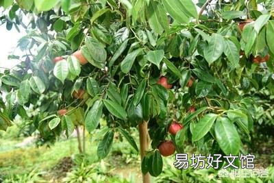气温10度可用茶枯杀鱼的寄生虫吗？