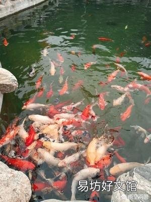 我的锦鲤出现烂鳃、烂嘴,该怎么办?
