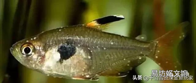 为什么我养的鱼身上会长白点？