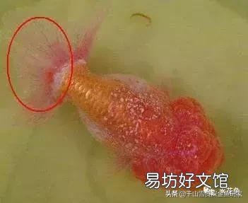 为什么我养的鱼身上会长白点？