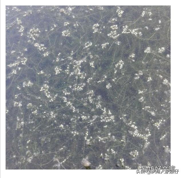 小龙虾养殖池塘的水草为何生长不起来?