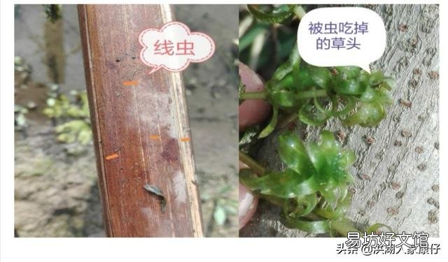 小龙虾养殖池塘的水草为何生长不起来?