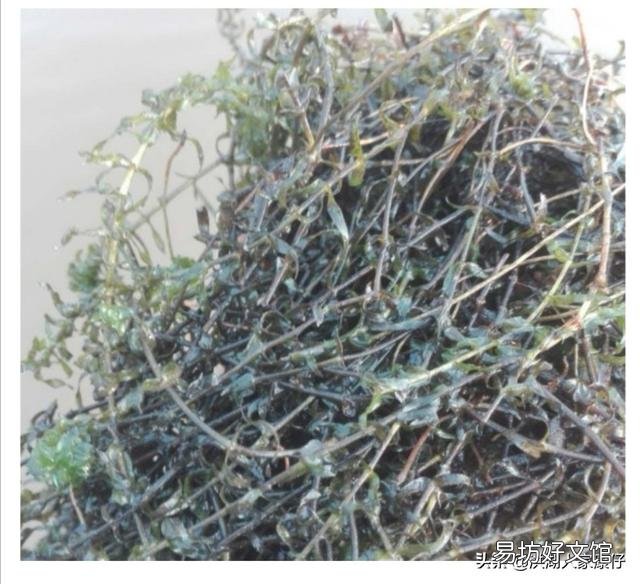 小龙虾养殖池塘的水草为何生长不起来?