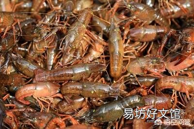 小龙虾养殖池塘的水草为何生长不起来?