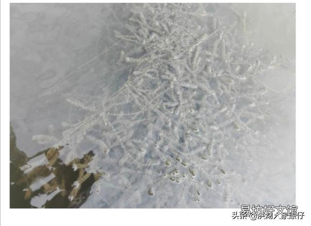 小龙虾养殖池塘的水草为何生长不起来?