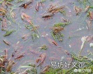 用钢筋混凝土做了一个鱼池,是等混凝土彻底干了之后再放水好,还是不用等干了?为什么?