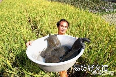 鱼塘用网隔开甲鱼会咬网逃跑吗?