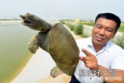 鱼塘用网隔开甲鱼会咬网逃跑吗?