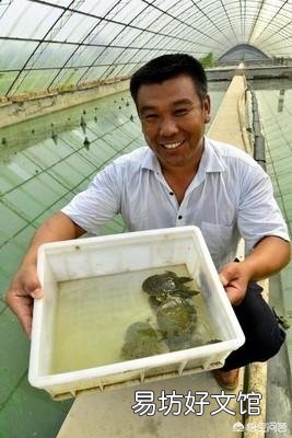 鱼塘用网隔开甲鱼会咬网逃跑吗?