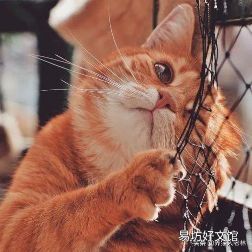 猫总叫是什么意思啊(猫总叫是什么情况)